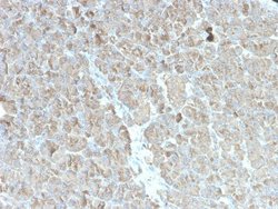 Elastase Antibody (rCELA3B/1811) - Azide and BSA Free, Novus Biologicals 100 &mu;g | Buy Online | Novus Biologicals | Fisher Scientific